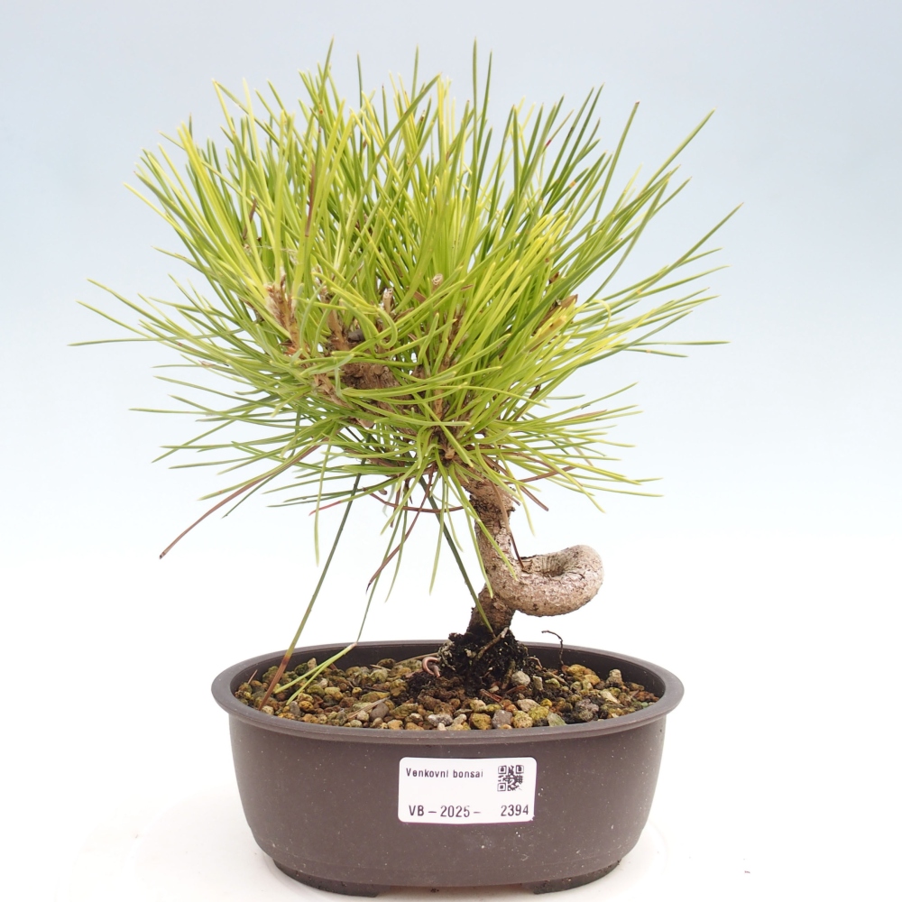 Venkovní bonsai - Pinus thunbergii - Borovice thunbergova