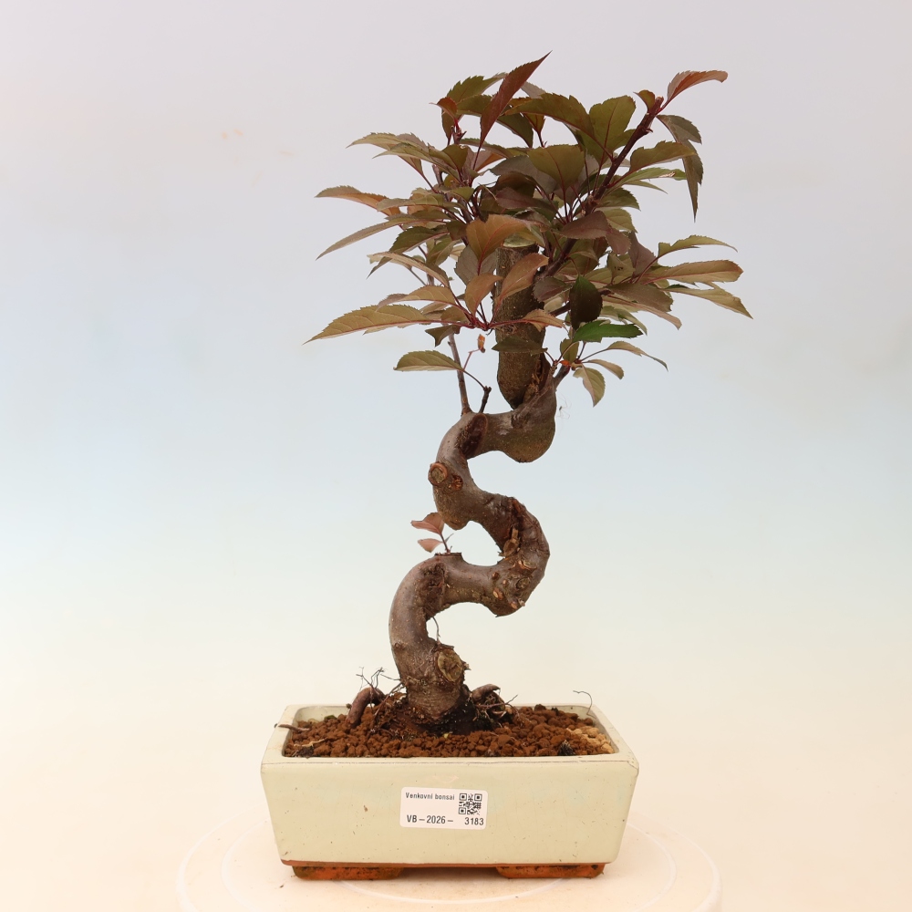 Venkovní bonsai -Malus domestica - Maloplodá jabloň červenolistá