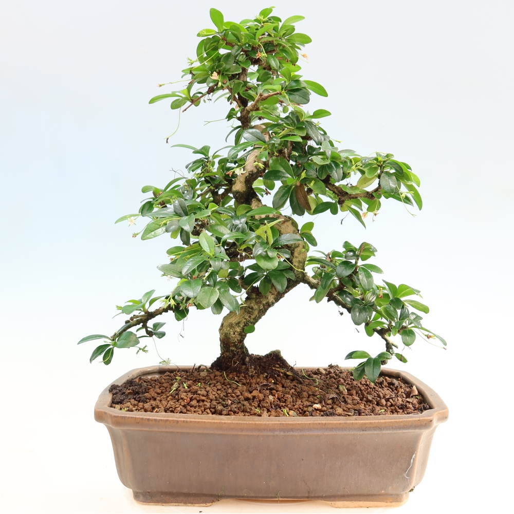 Pokojová bonsai - Carmona macrophylla - Čaj fuki