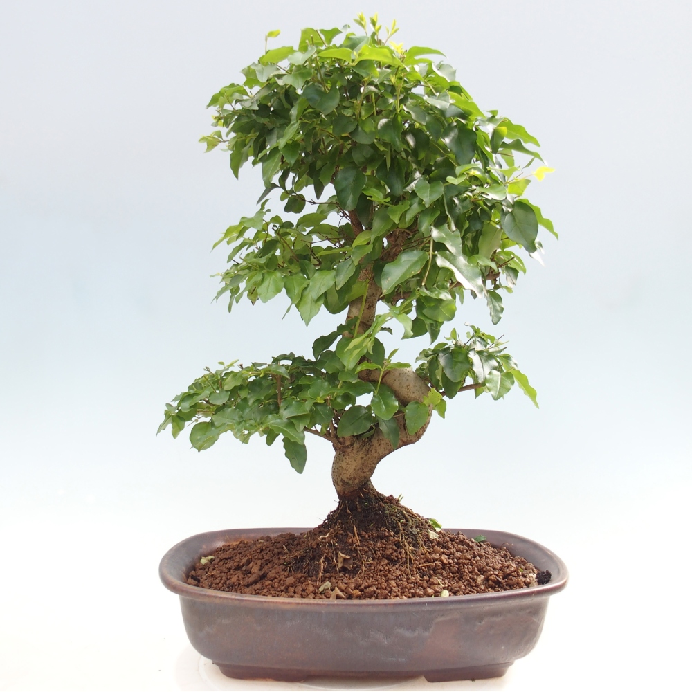 Pokojová bonsai -Ligustrum chinensis - Ptačí zob