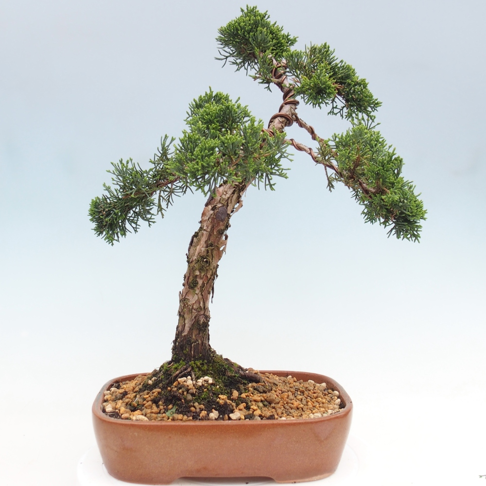 Venkovní bonsai - Juniperus chinensis Kishu -Jalovec čínský