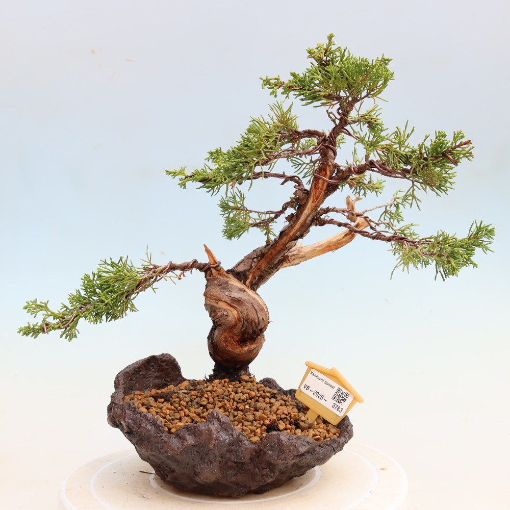 Venkovní bonsai - Juniperus chinensis Itoigawa-Jalovec čínský