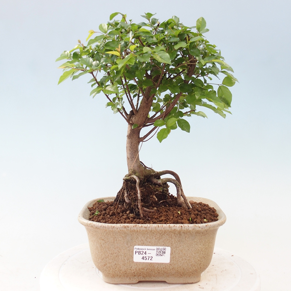 Pokojová bonsai - Sagerécie thea - Sagerécie thea
