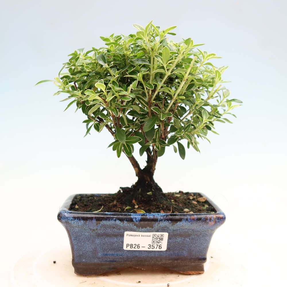 Pokojová bonsai - Serissa foetida Variegata - Strom tisíce hvězd
