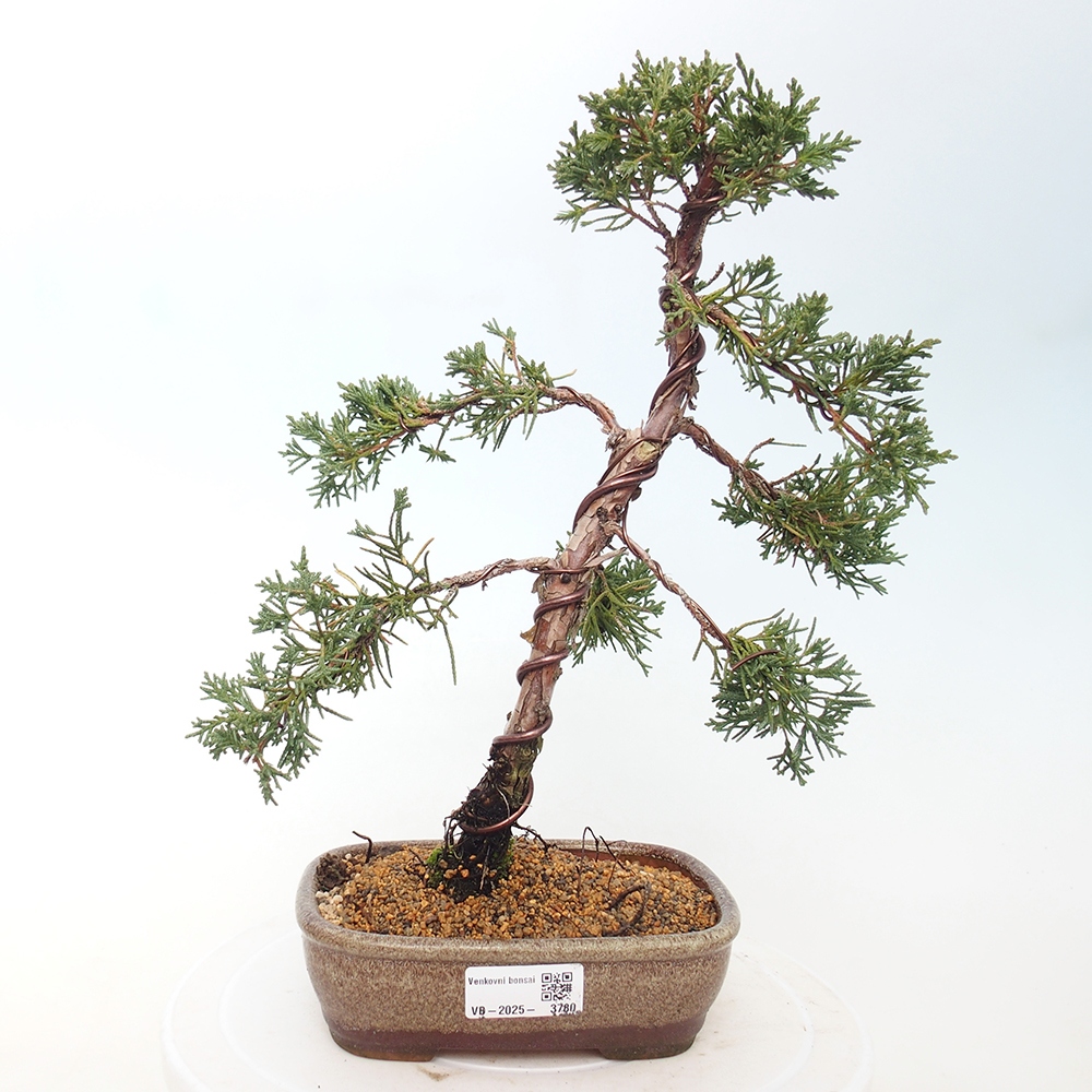 Venkovní bonsai - Juniperus chinensis Kishu -Jalovec čínský