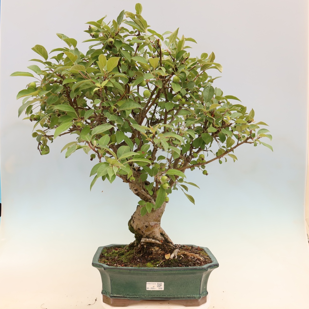 Venkovní bonsai -Malus halliana - Maloplodá jabloň
