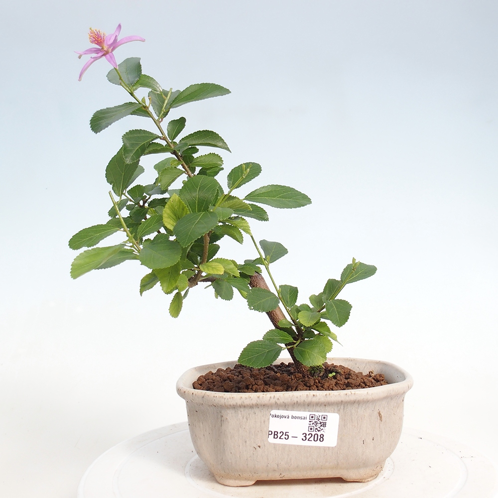 Pokojová bonsai - Grewia occidentalis - Hvězdice levandulová