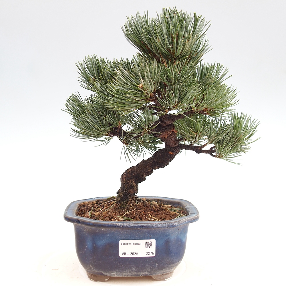 Venkovní bonsai - Pinus parviflora - Borovice drobnokvětá