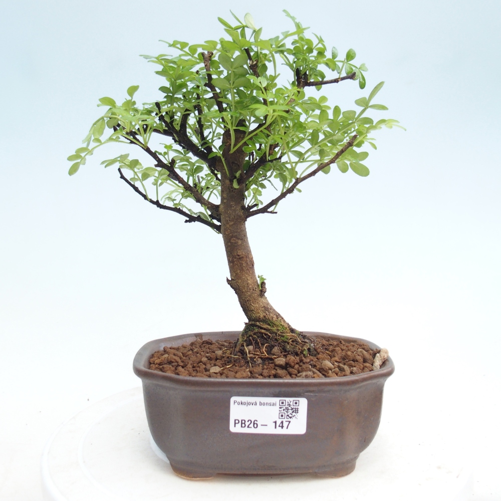 Pokojová bonsai - Zantoxylum piperitum - Pepřovník