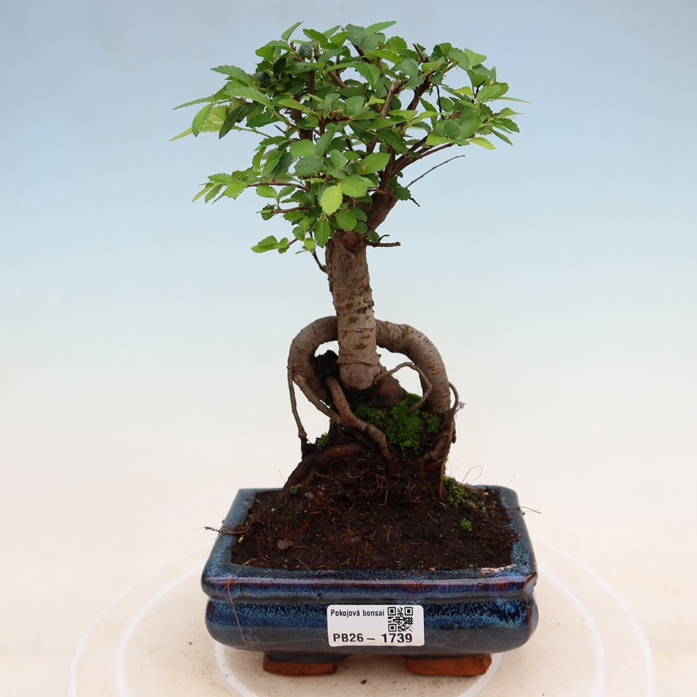 Pokojová bonsai - Ulmus parvifolia - Malolistý jilm