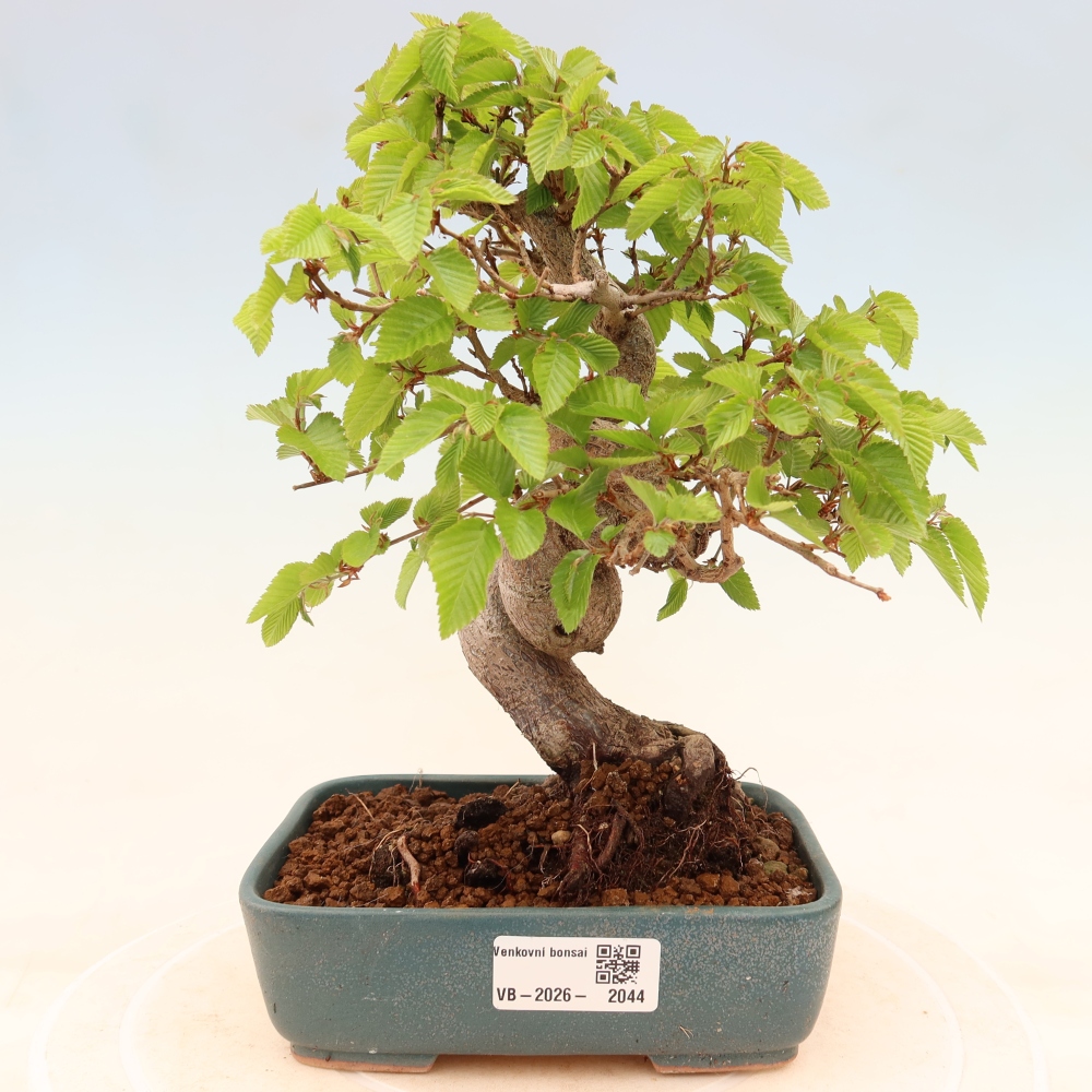 Venkovní bonsai -Carpinus coreana - Habr korejský