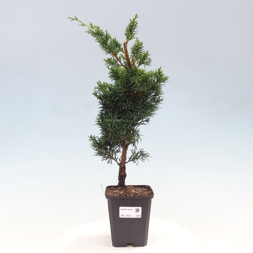 Venkovní bonsai - Juniperus chinensis Kishu -Jalovec čínský