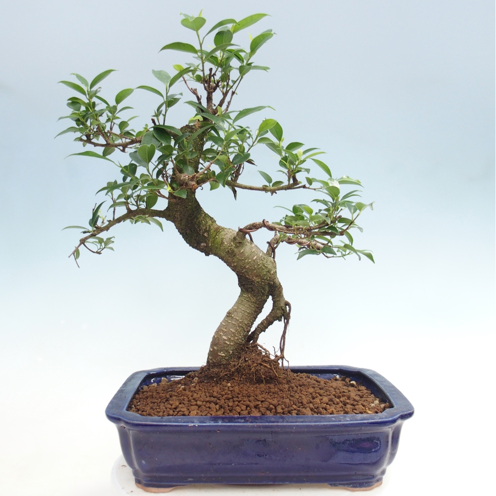 Pokojová bonsai - Ficus kimmen -  malolistý fíkus