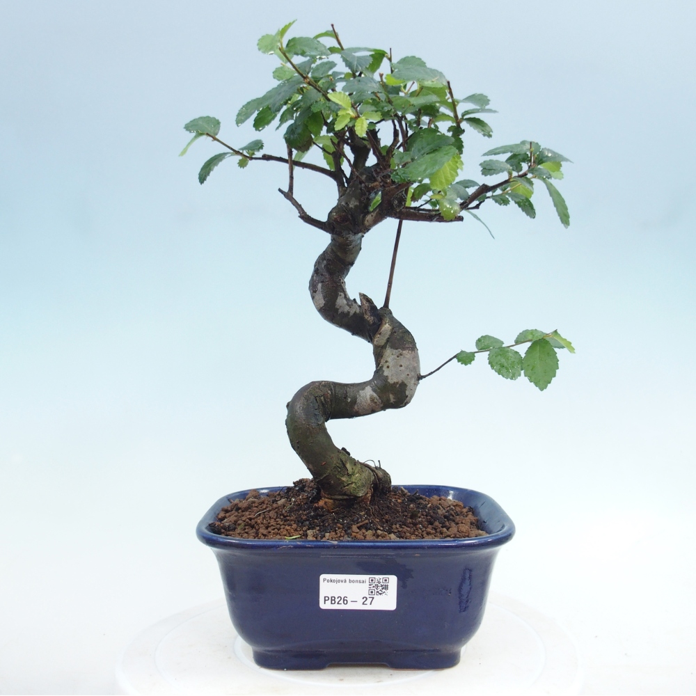 Pokojová bonsai - Ulmus parvifolia - Malolistý jilm