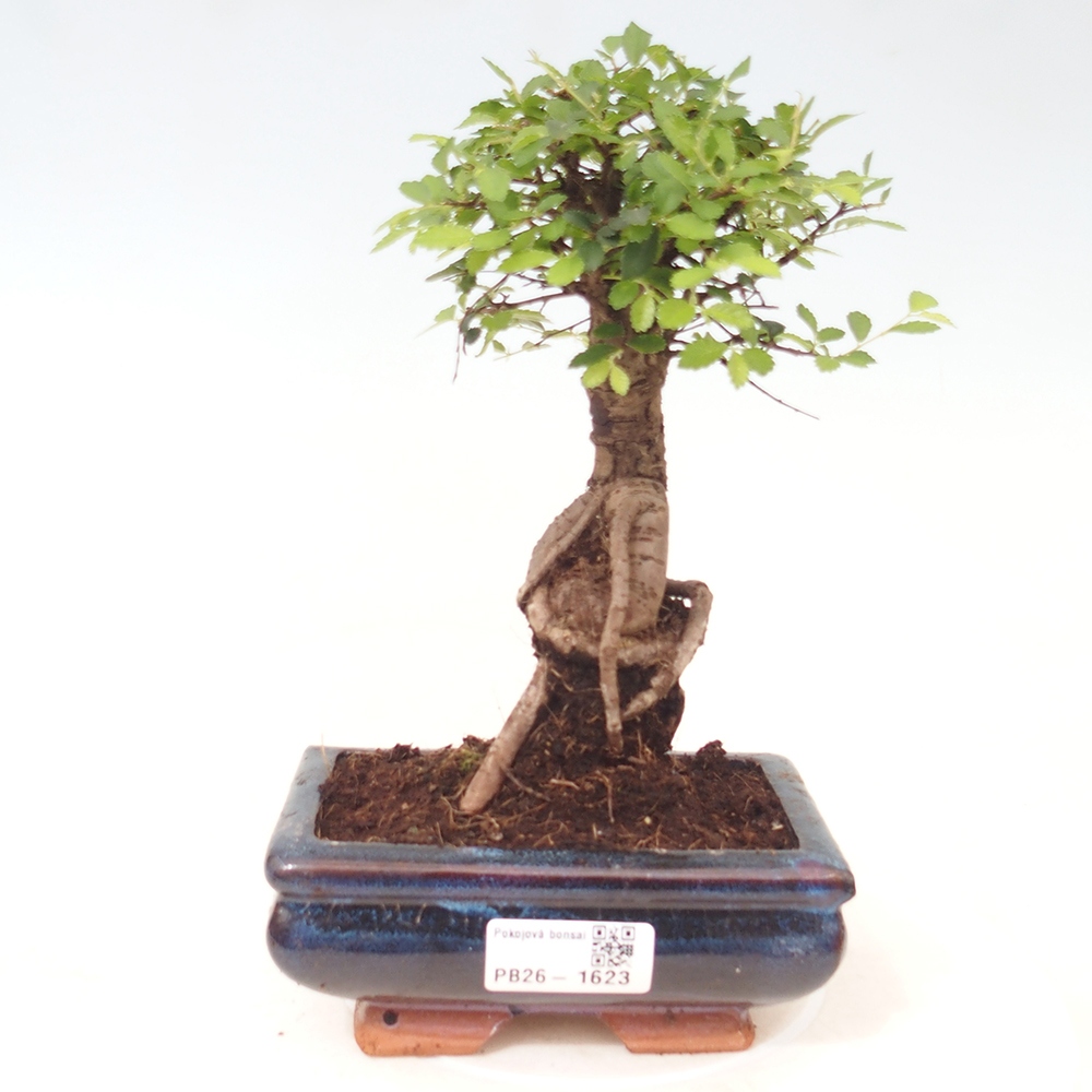 Pokojová bonsai - Ulmus parvifolia - Malolistý jilm