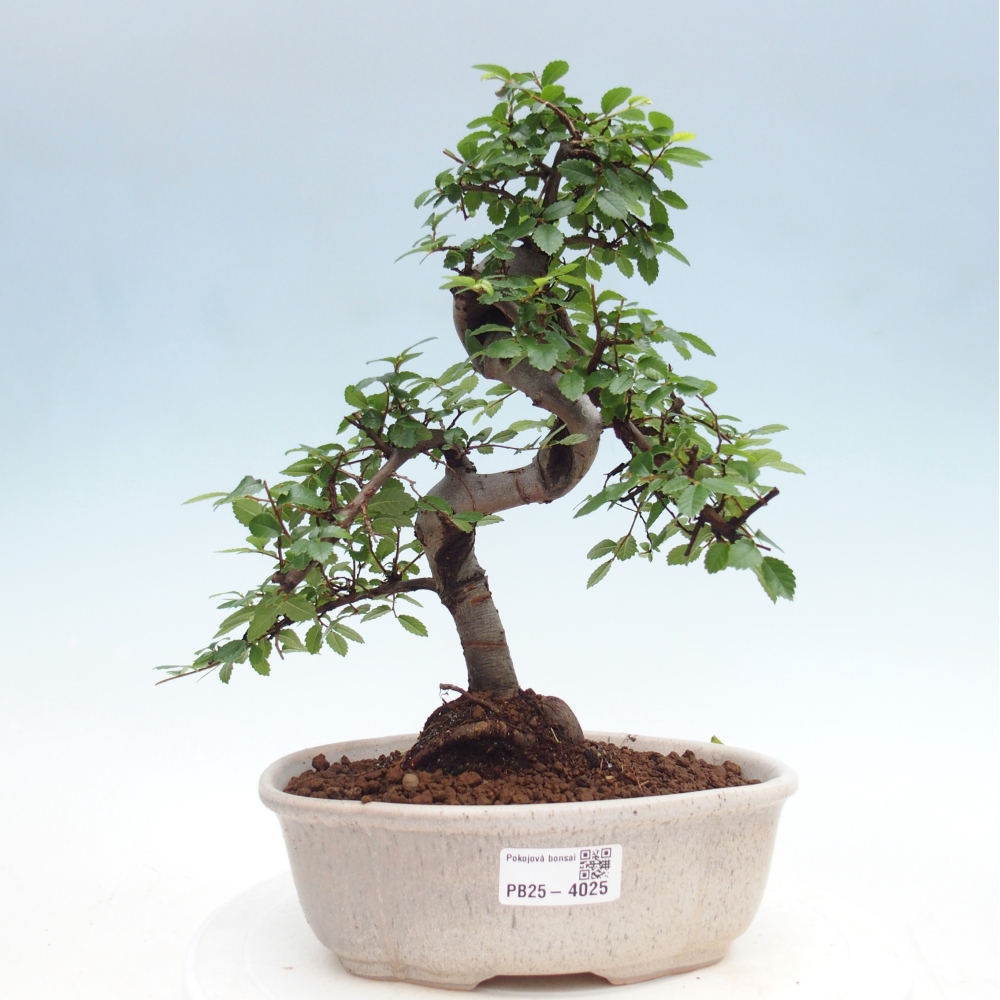 Pokojová bonsai - Ulmus parvifolia - Malolistý jilm