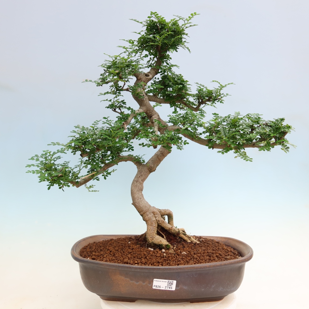Pokojová bonsai - Zantoxylum piperitum - pepřovník