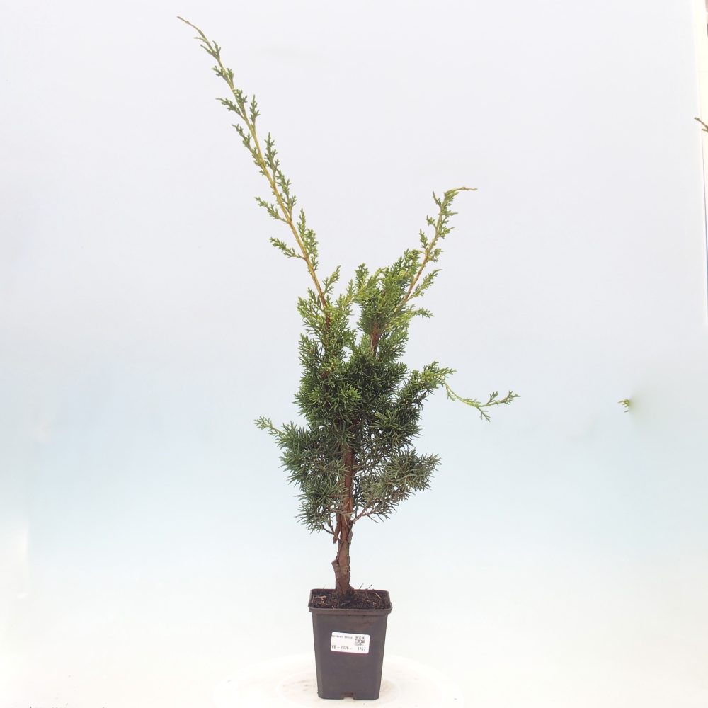 Venkovní bonsai - Juniperus chinensis Kishu -Jalovec čínský