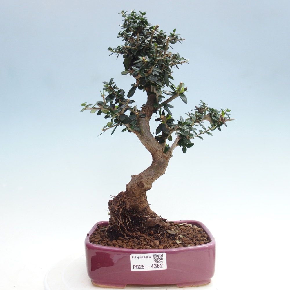 Pokojová bonsai - Olea europaea sylvestris -Oliva evropská drobnolistá