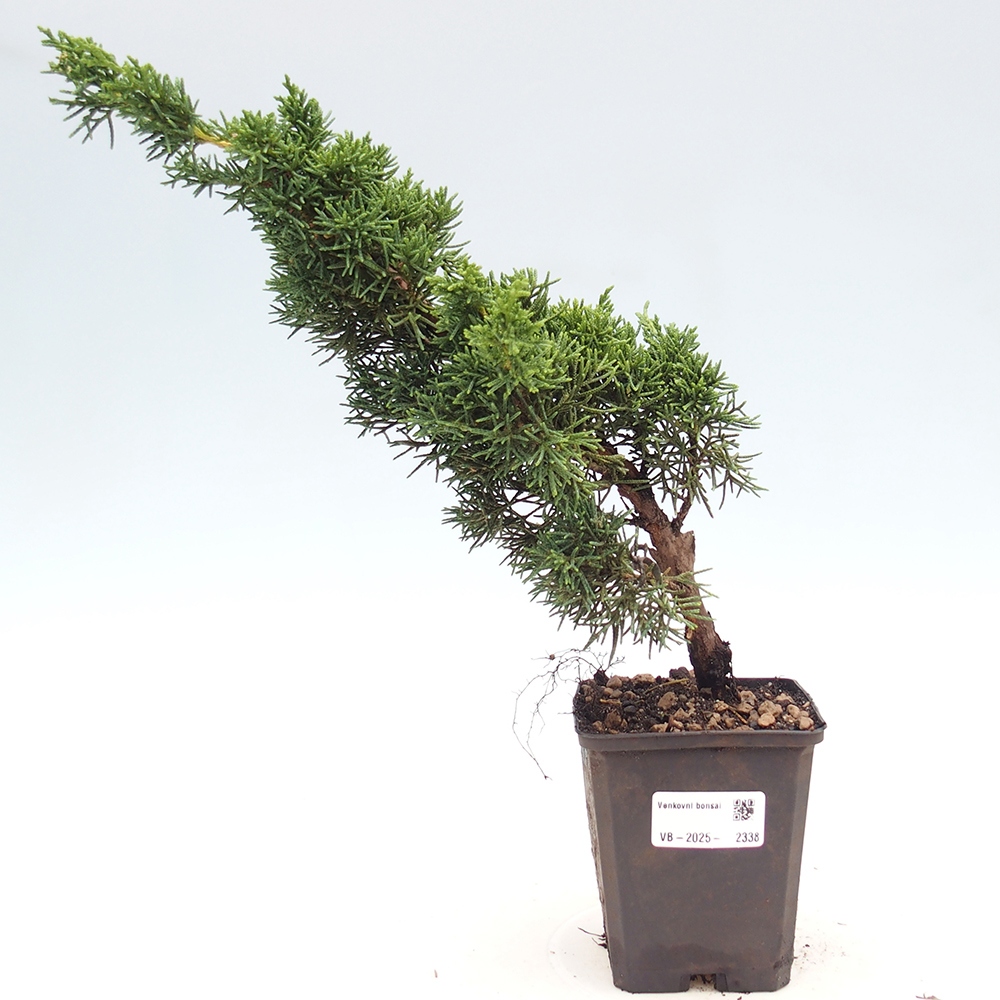 Venkovní bonsai - Juniperus chinensis Kishu -Jalovec čínský