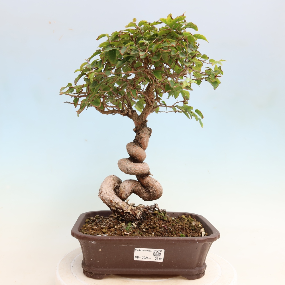Venkovní bonsai -Carpinus CARPINOIDES - Habr korejský