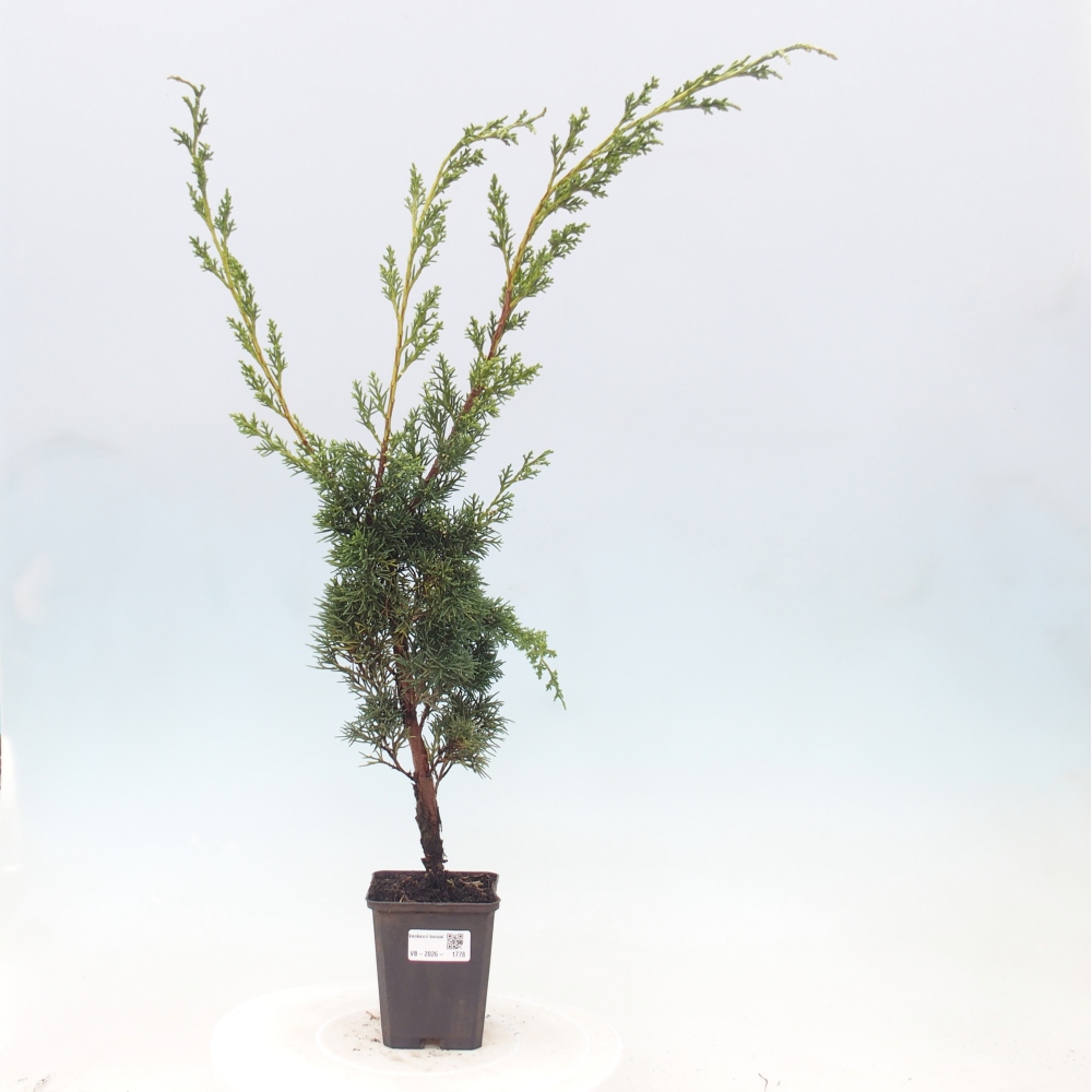 Venkovní bonsai - Juniperus chinensis Kishu -Jalovec čínský