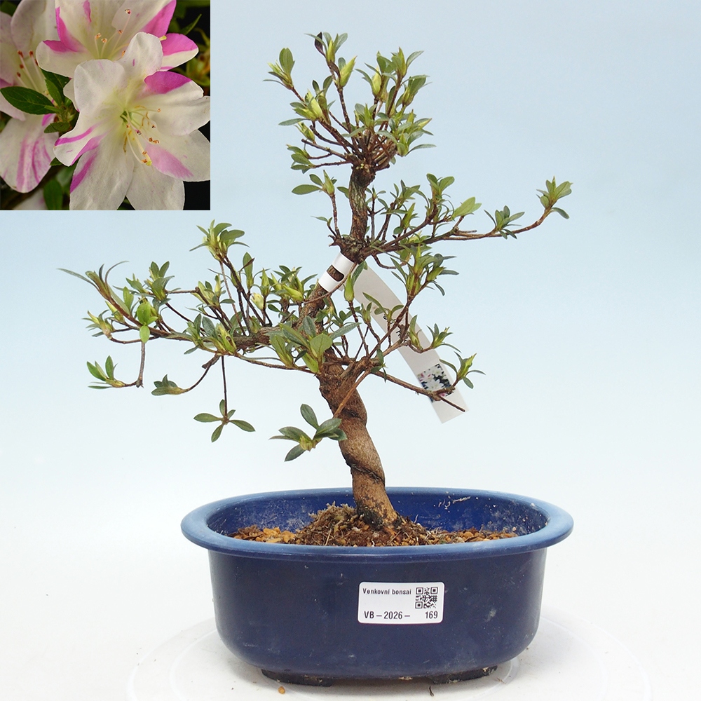 Venkovní bonsai - Japonská azalka - Azalea Ruka