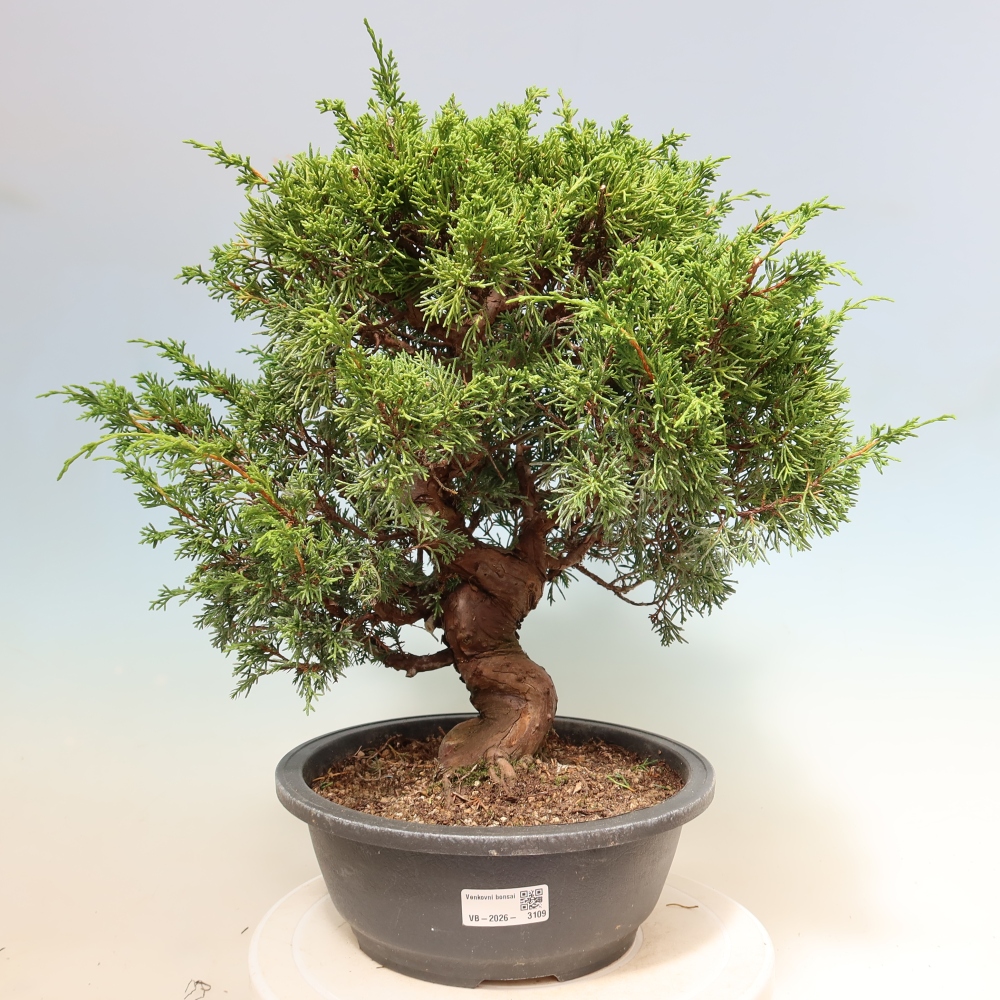 Venkovní bonsai - Juniperus chinensis Itoigawa-Jalovec čínský