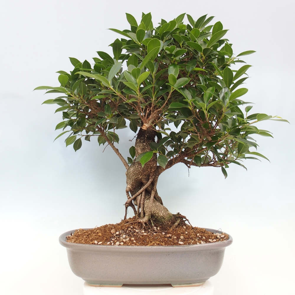 Pokojová bonsai - Ficus kimmen -  malolistý fíkus - POUZE OSOBNÍ ODBĚR nebo paletová přeprava