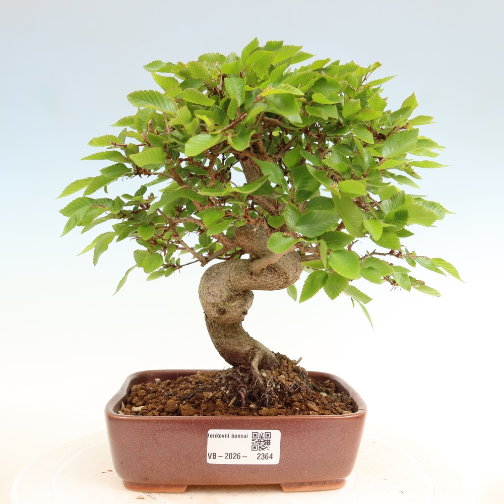Venkovní bonsai -Carpinus coreana - Habr korejský