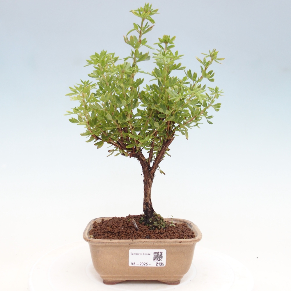 Venkovní bonsai-Mochna křovitá - potentila fruticosa yellow Bird