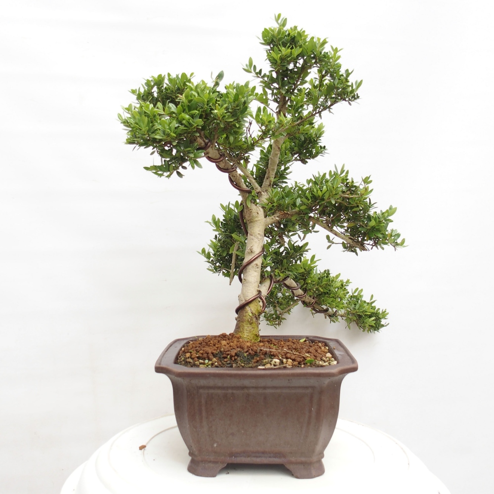 Pokojová bonsai - Ilex crenata - Cesmína