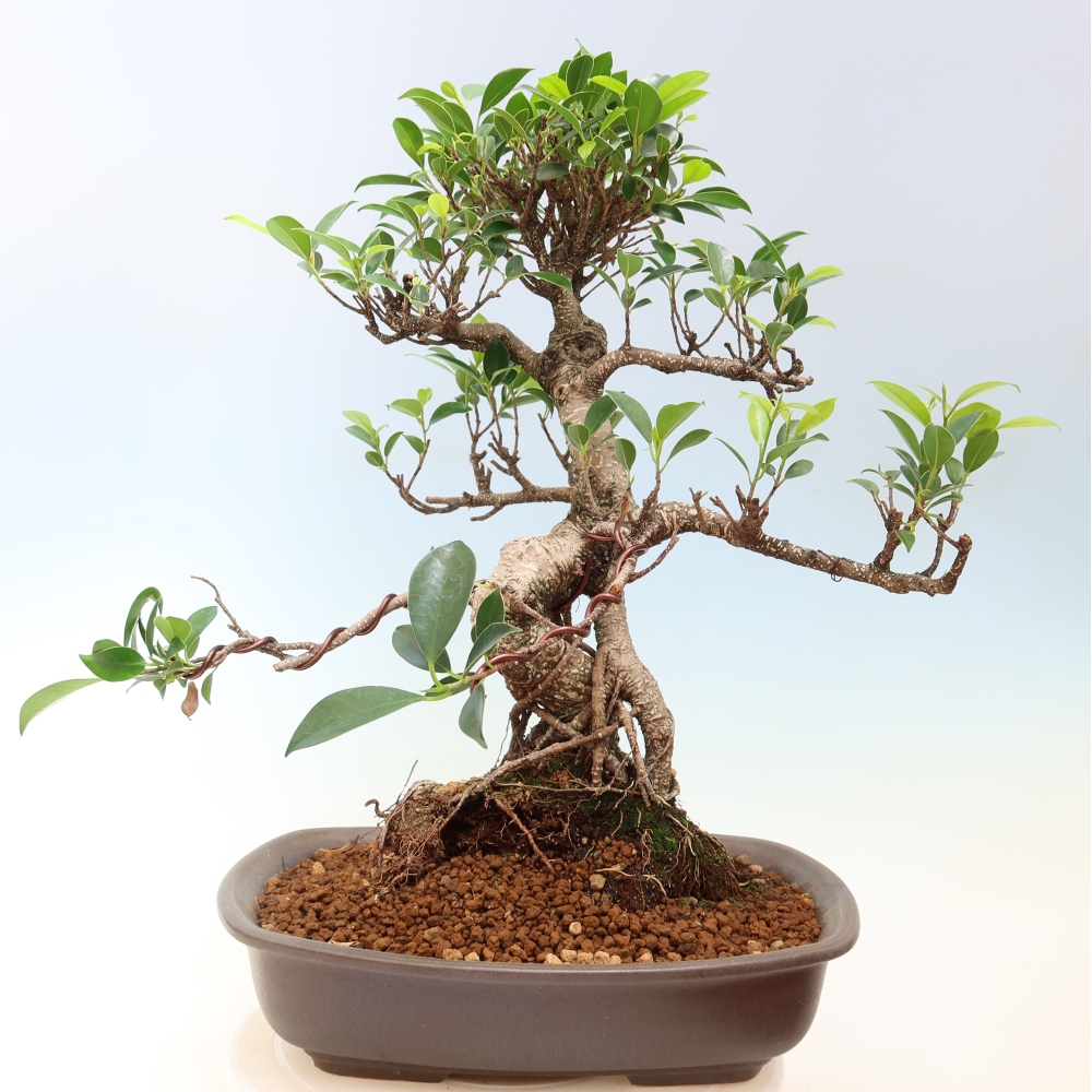 Pokojová bonsai - Ficus kimmen -  malolistý fíkus