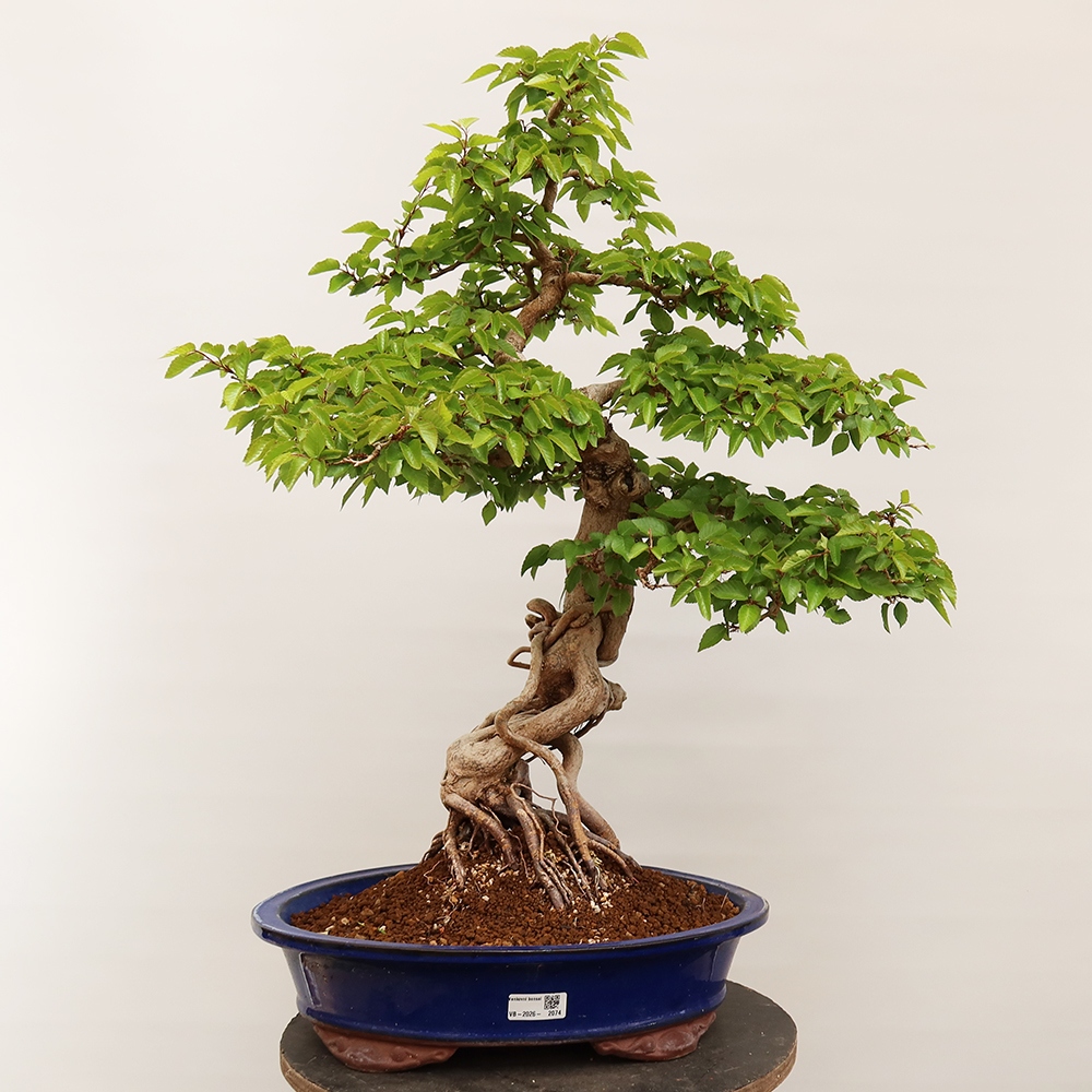 Venkovní bonsai -Carpinus Coreana - Habr korejský