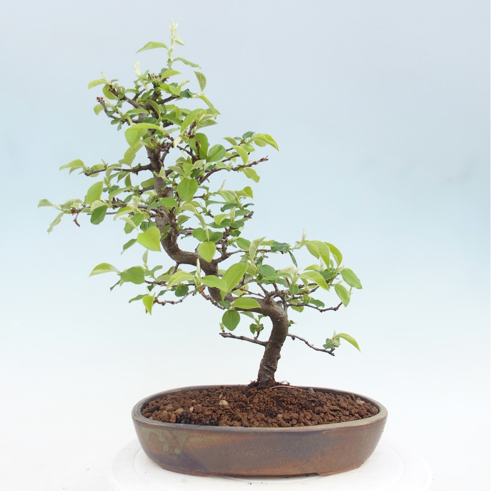 Venkovní  bonsai -  Chaneomeles chinensis - Kdoulovec čínsky