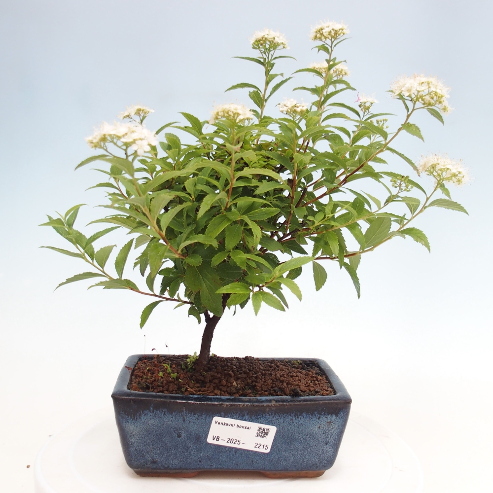 Venkovní bonsai -malolistý tavolník - Spirea japonica GENPSI