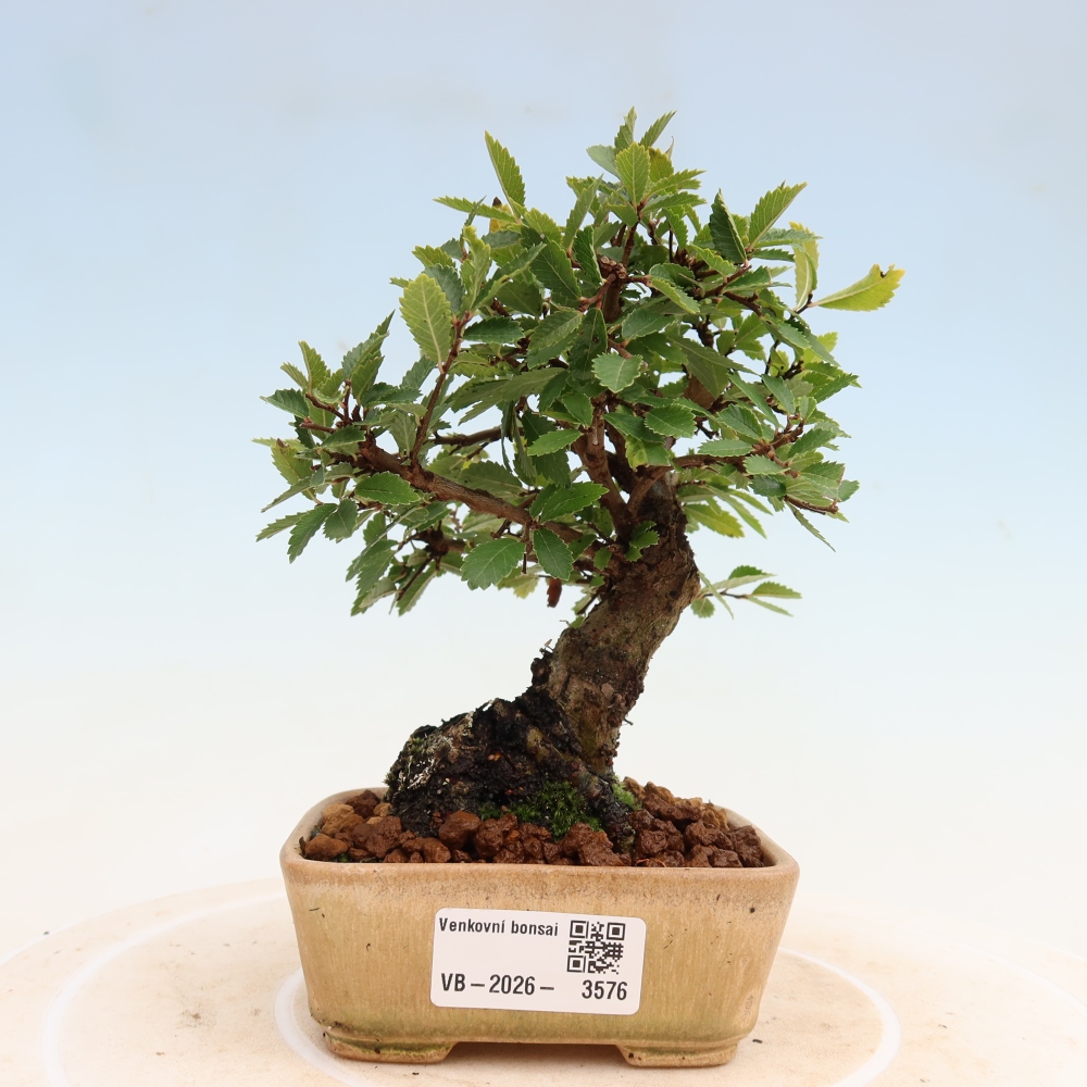 Venkovní bonsai - Zelkova - Zelkova NIRE