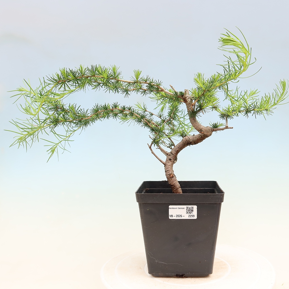 Venkovní bonsai -Larix decidua - Modřín opadavý 