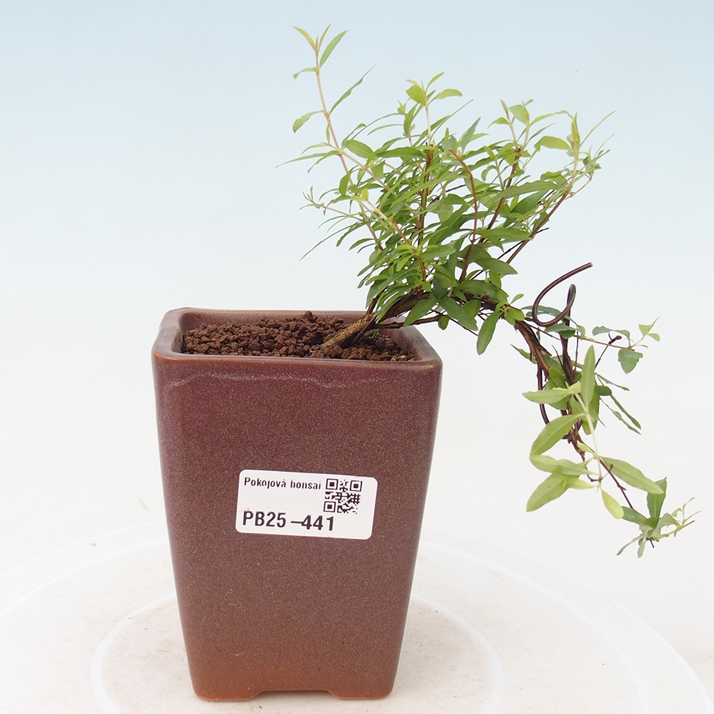 Pokojová bonsai-PUNICA granatum -Granátové jablko