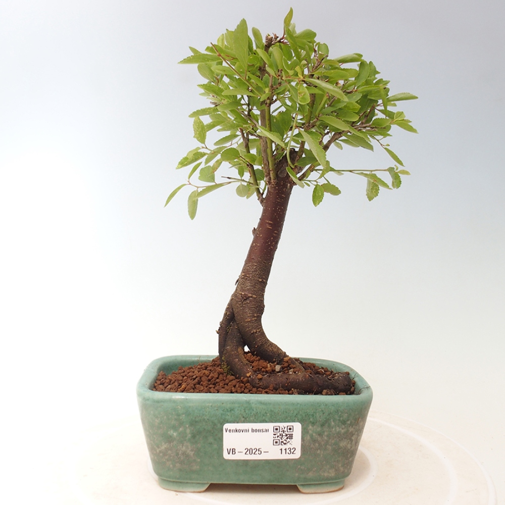 Venkovní bonsai - Prunus spinosa - trnka