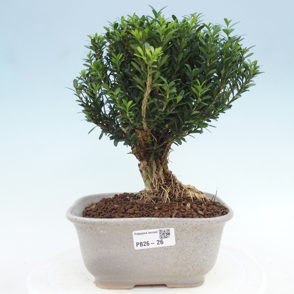 Pokojová bonsai - Buxus harlandii - korkový buxus
