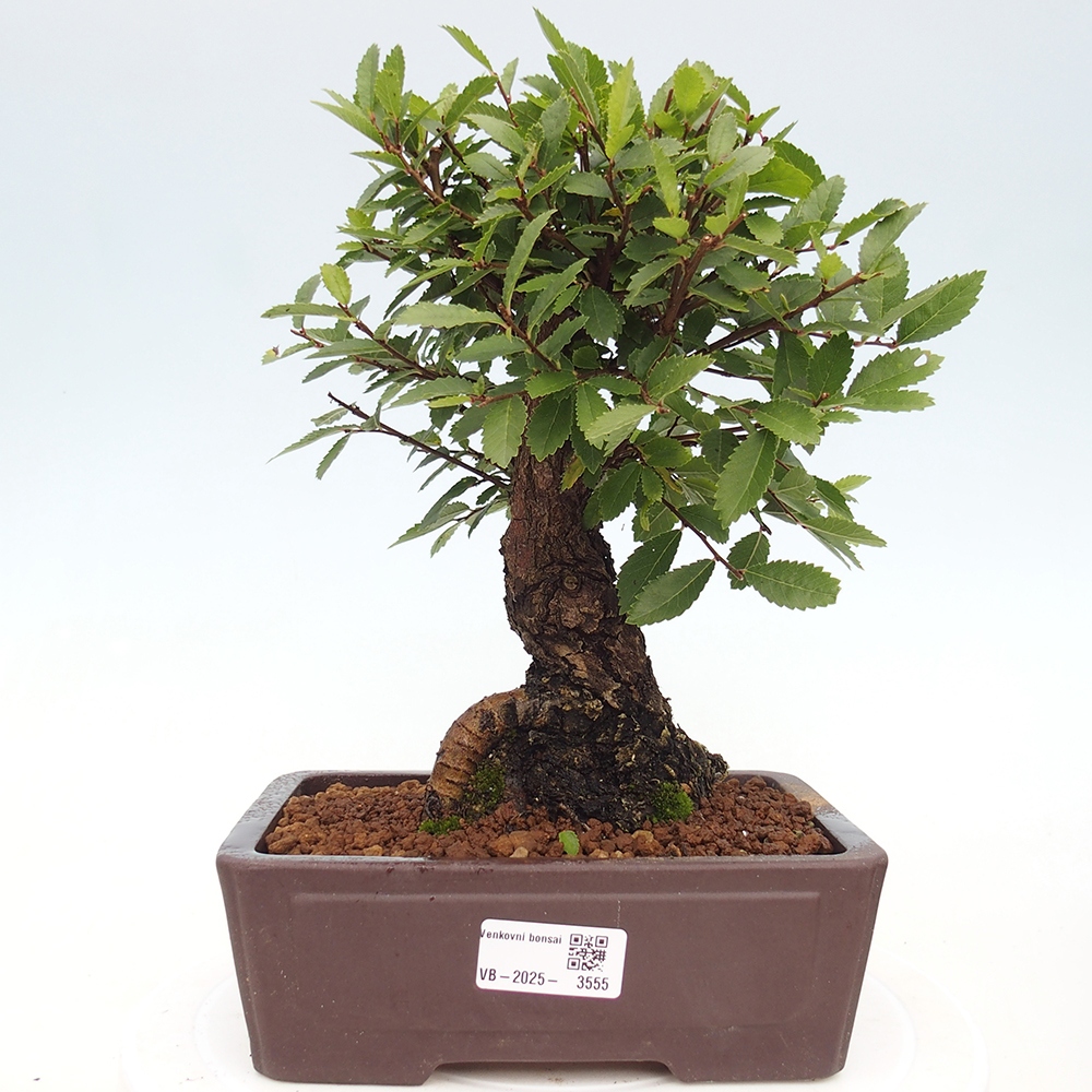 Venkovní bonsai - Zelkova - Zelkova NIRE
