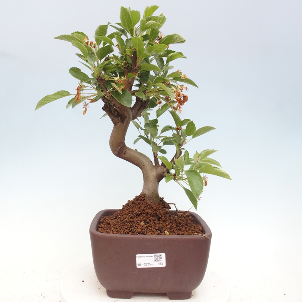 Venkovní bonsai -Malus halliana - Maloplodá jabloň