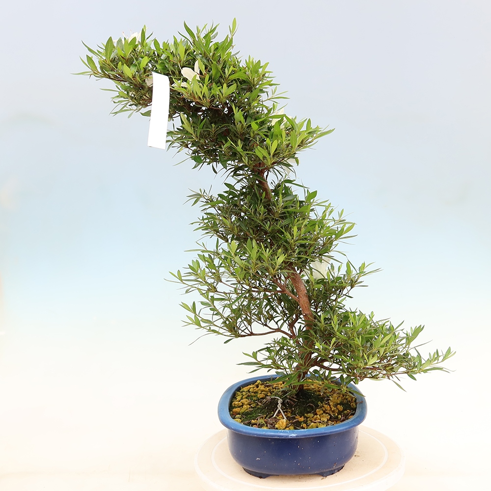 Venkovní bonsai - Japonská azalka - Azalea Hakurin