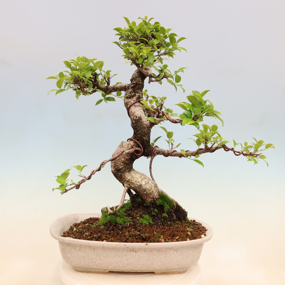 Pokojová bonsai - Ficus kimmen -  malolistý fíkus
