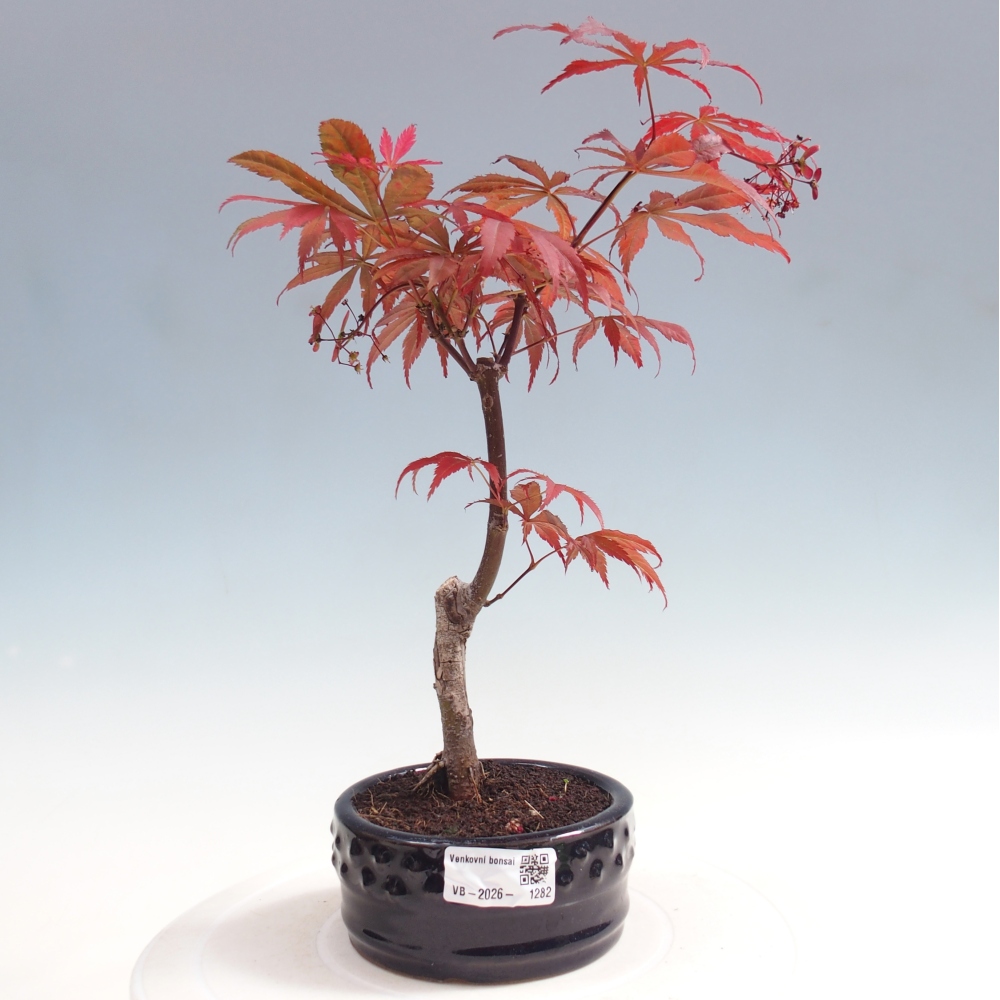 Venkovní bonsai - Acer palm. Atropurpureum-Javor dlanitolistý