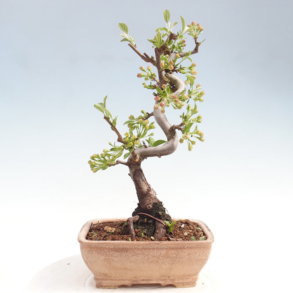 Venkovní bonsai - Malus sargentii -  Maloplodá jabloň