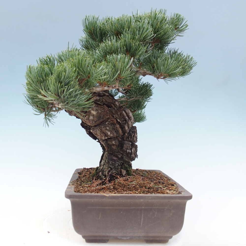 Venkovní bonsai - Pinus parviflora - Borovice drobnokvětá