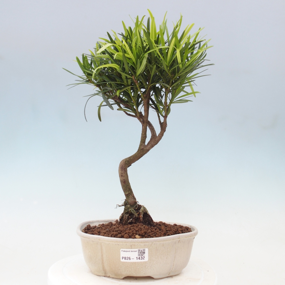 Pokojová bonsai - Podocarpus - Kamenný tis