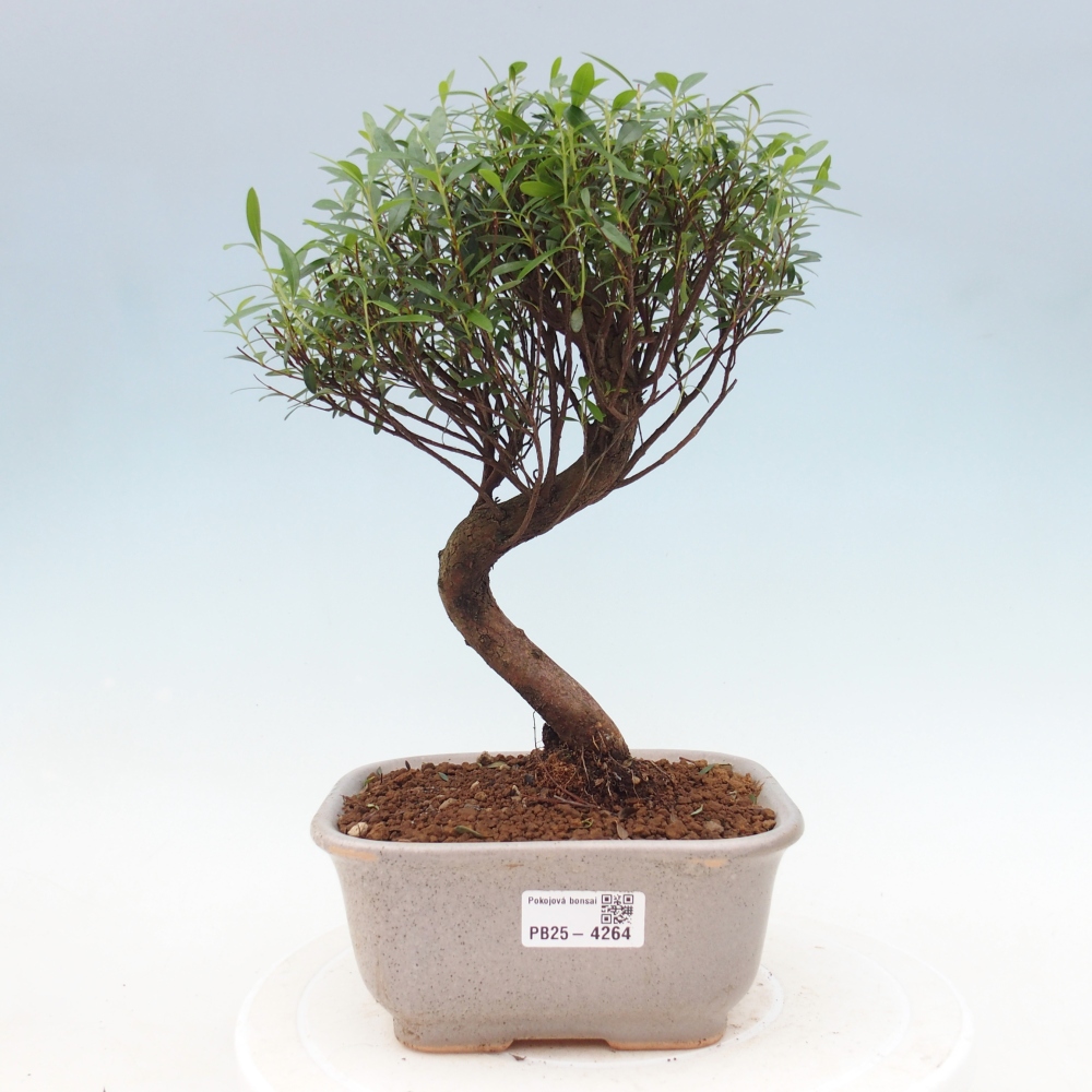 Pokojová bonsai - Syzygium - Pimentovník